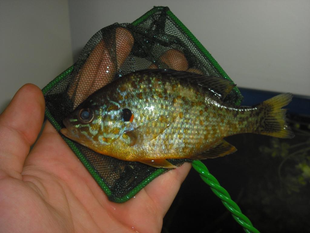 persico sole